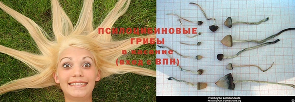 СК Гвардейск